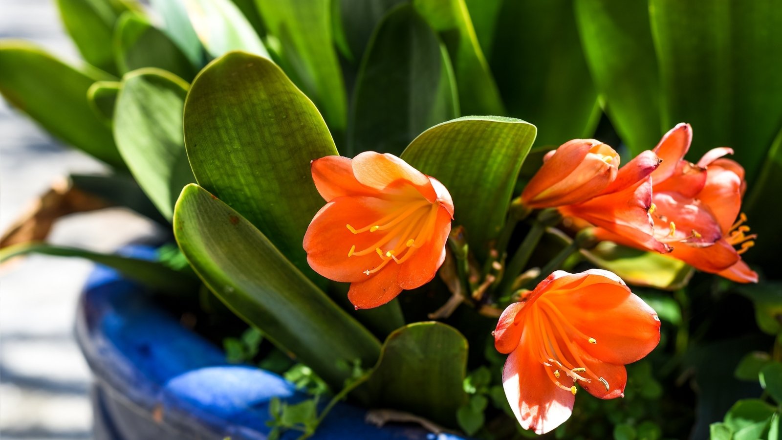 Orange flower heads growing from green leafy plants in small blue ceramic pots.