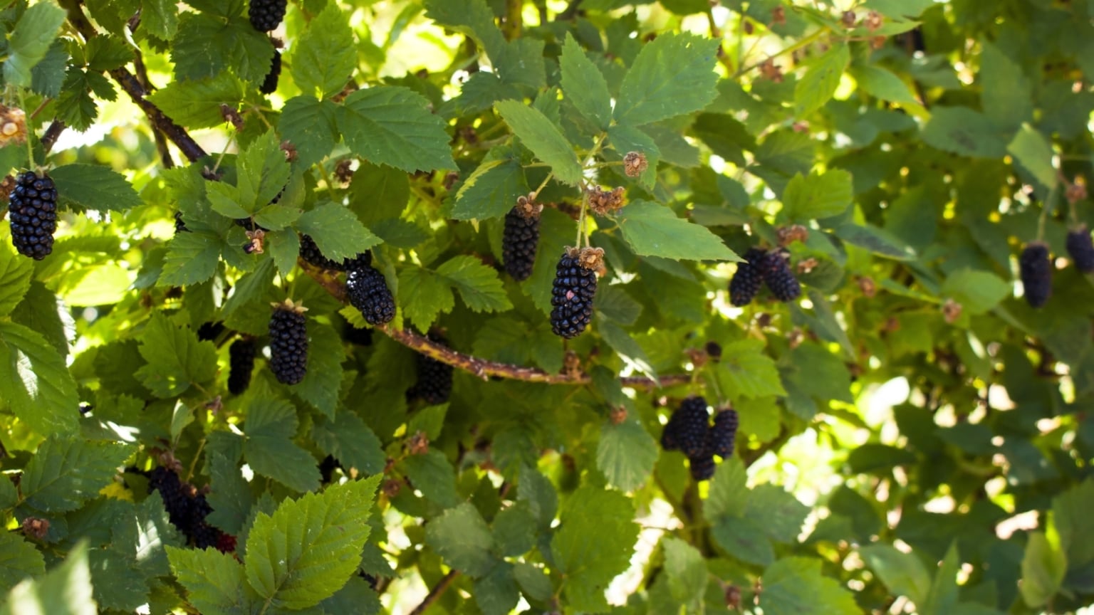 11 Berry Bushes You Can Plant in Early Spring