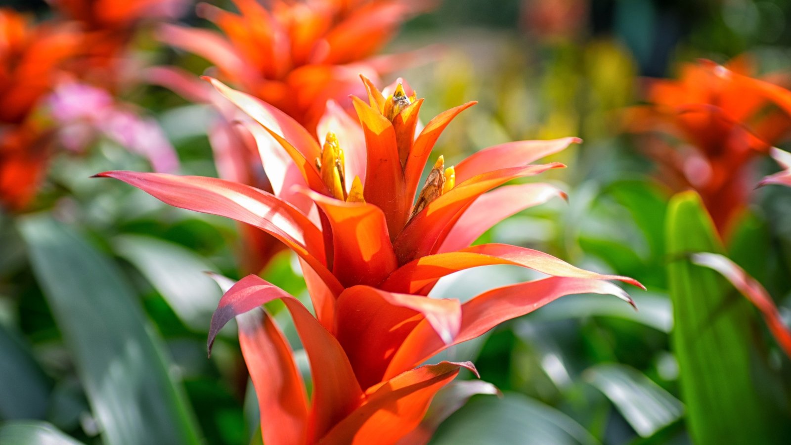How Much and How Often to Water Bromeliad Plants