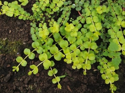 A dense mat of bright green creeping Jenny with round leaves forming a low-growing ground cover.