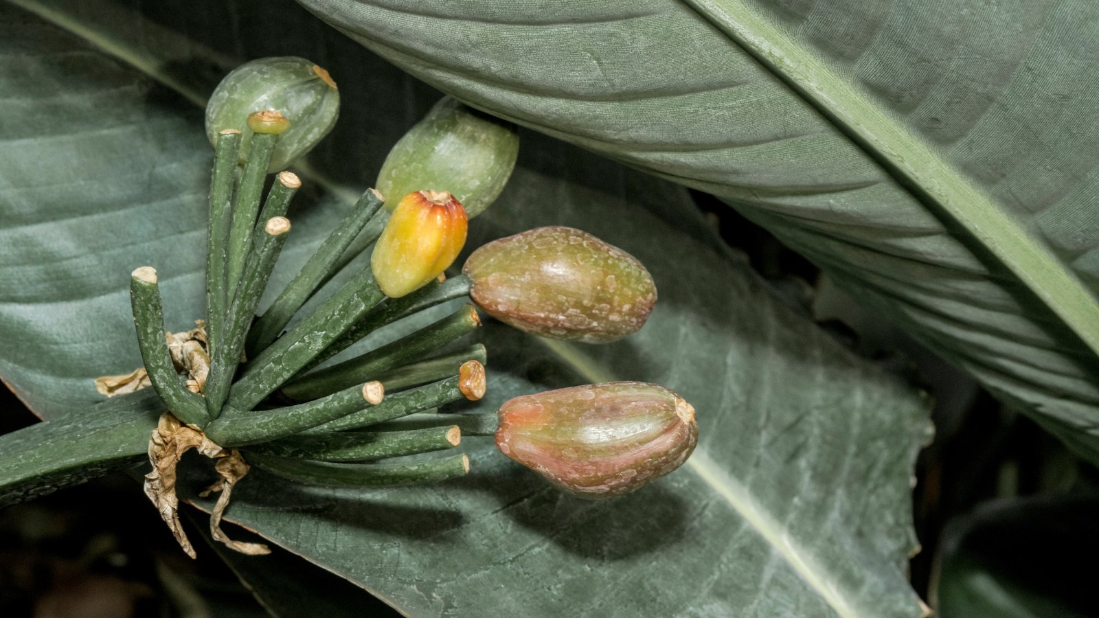 Round brown seed pods hanging from tall green stalks with wide leaves below.