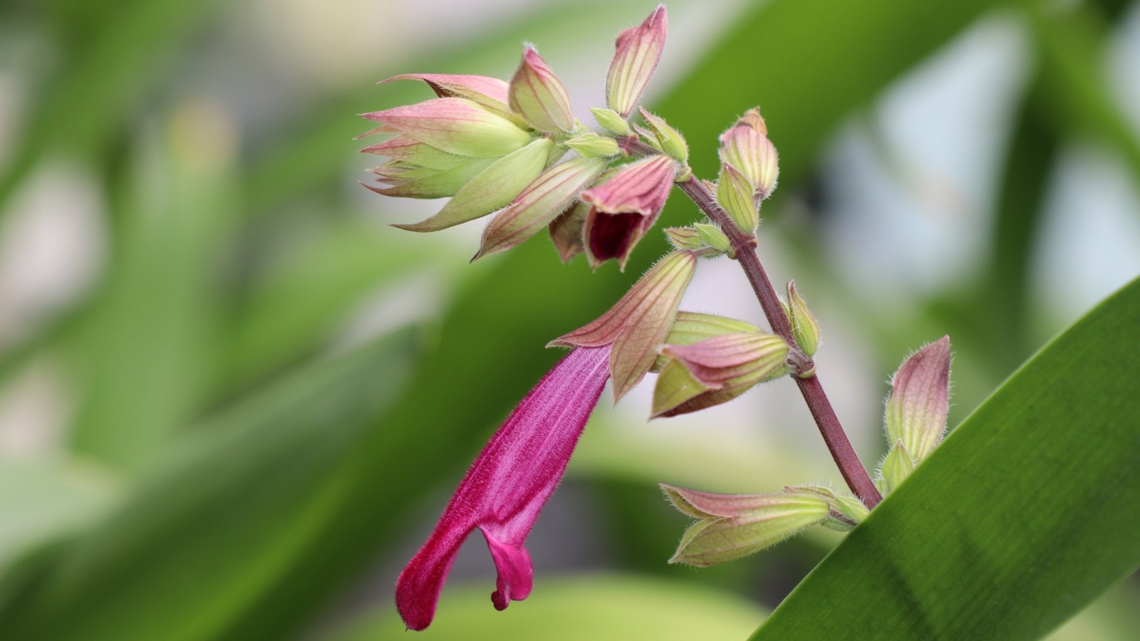 Magenta flowers with pale green stems and thin, elongated leaves.