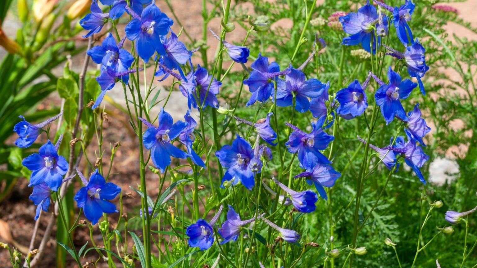 Delphium