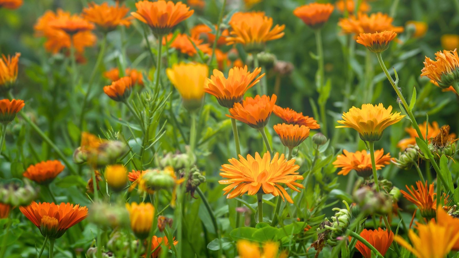 Bright orange and yellow daisy-like blooms sit atop slender green stems, framed by long, slightly serrated leaves.