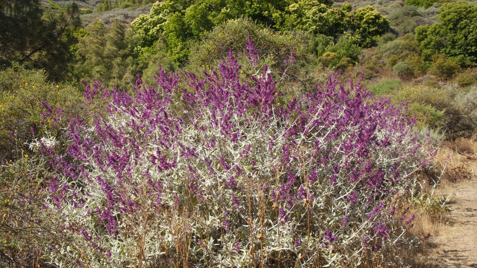 Sprawling plant with purple-pink blossoms and maroon calyxes on hairy green stems.