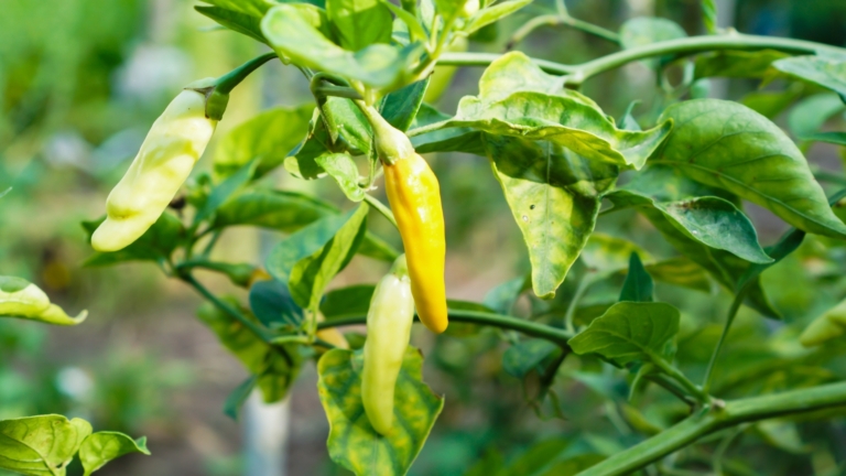 13 Vegetables You Should Plant In April