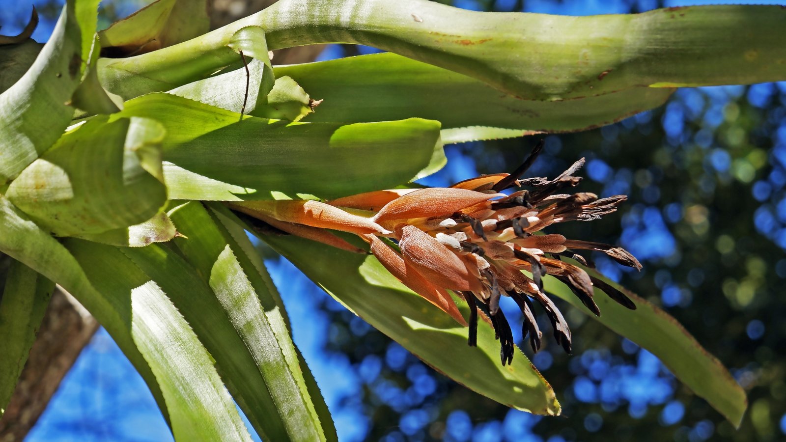 Cluster of small, tubular brown and purple flowers growing from a green stem beneath large smooth leaves.