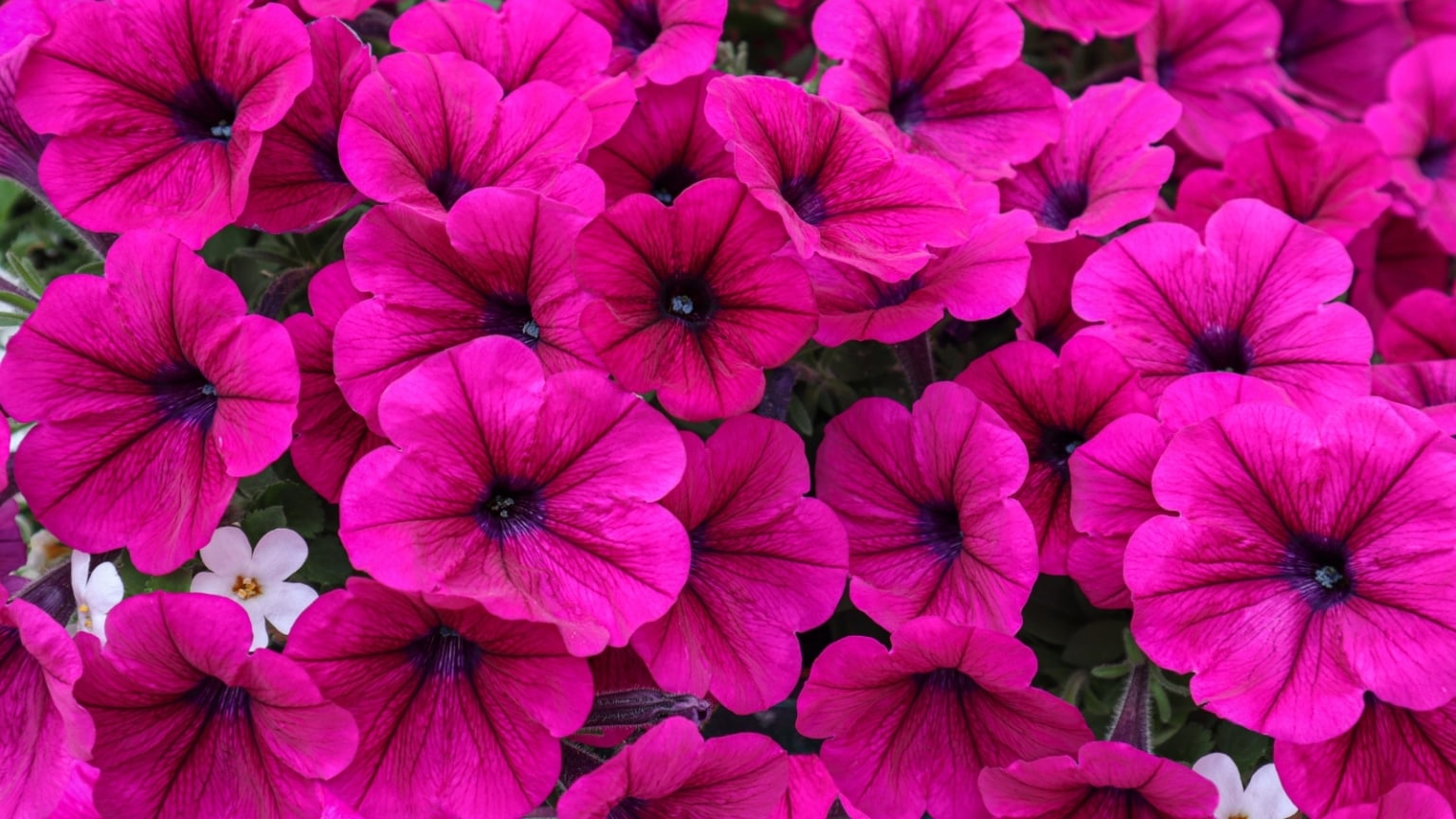 How to Plant, Grow, and Care for Wave Petunias
