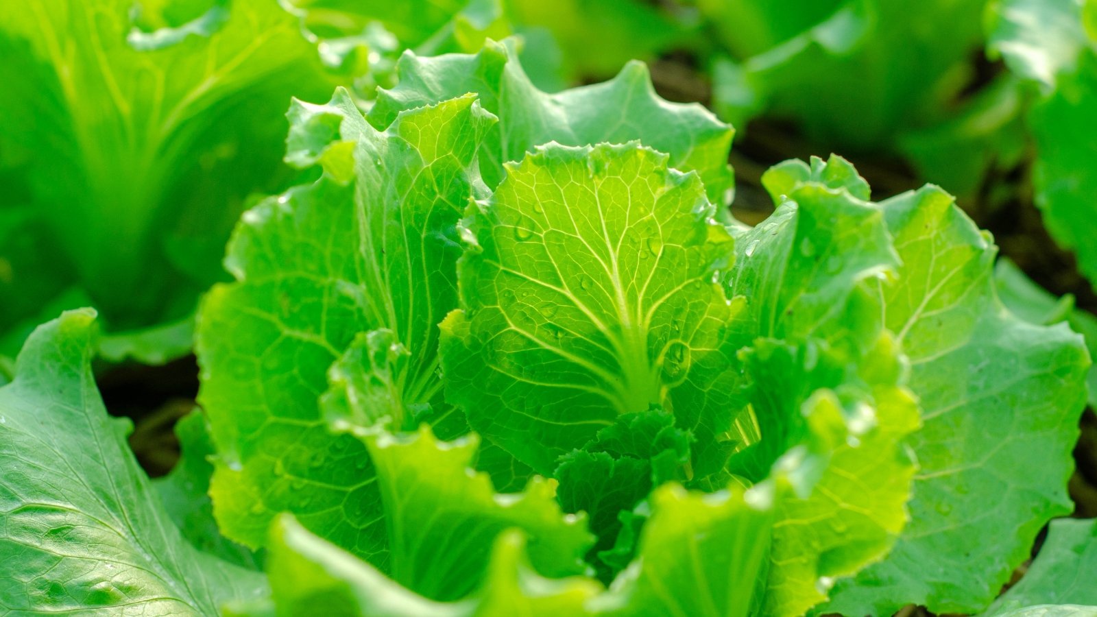 Bright green, slightly curled Lactuca sativa leaves with a crinkled texture planted in dark brown soil.