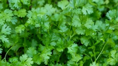 Light green, jagged leaves grow on thin stems, forming a loose bunch.