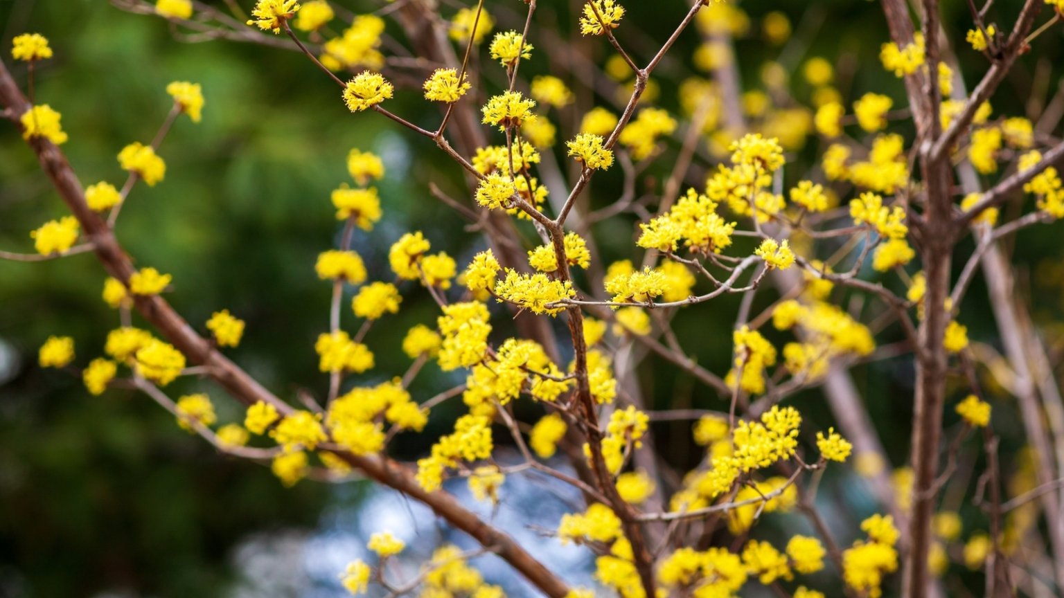 15 Early Spring Flowering Trees For Your Home Landscape