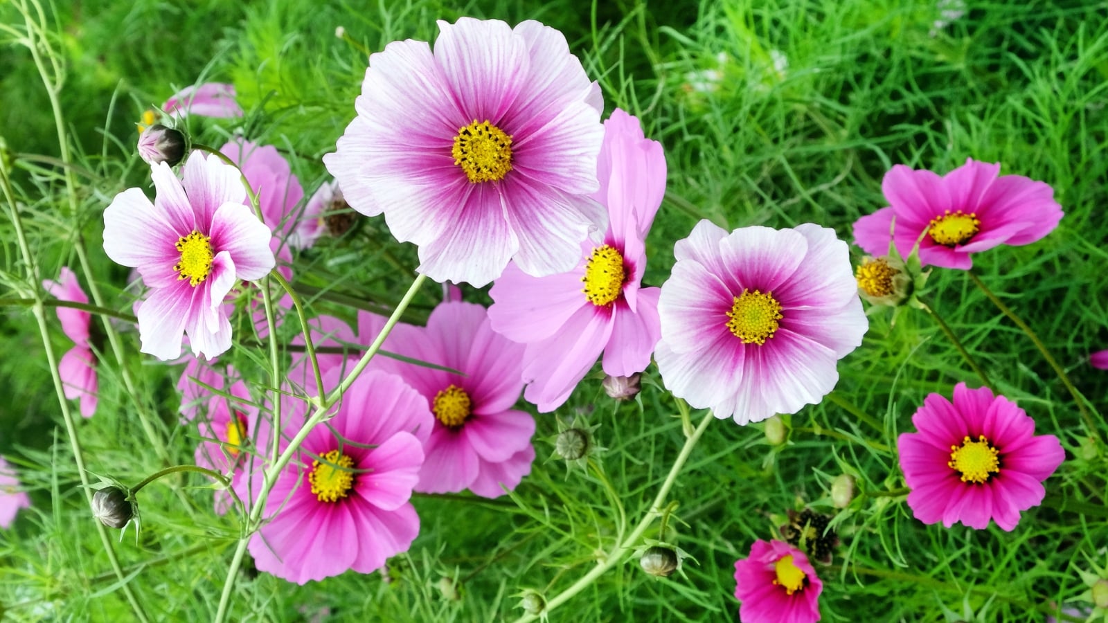 Light pink cosmos with magenta centers and bright yellow cores, scattered over feathery green foliage.