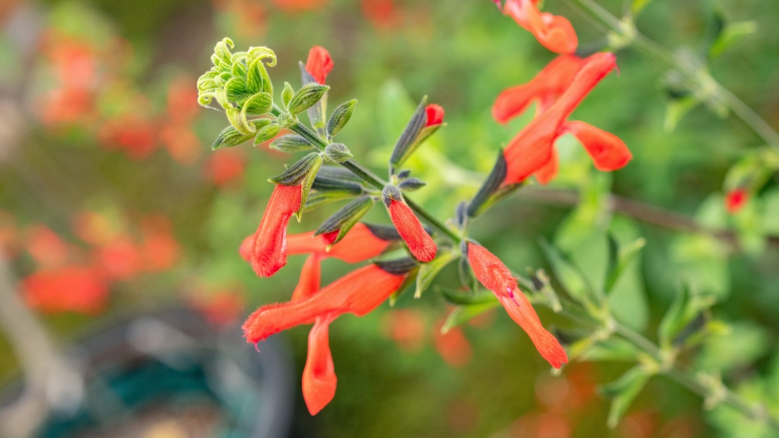Vibrant red tubular flowers with long, arching stems and narrow, dark green leaves.