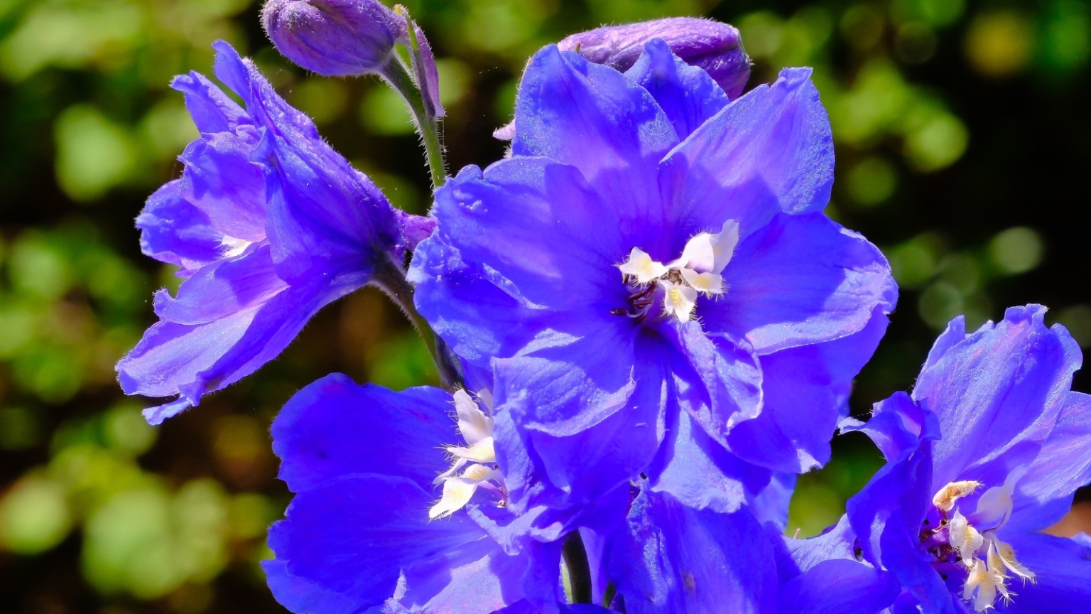 13 Beautiful Blue Delphinium Varieties to Plant This Season