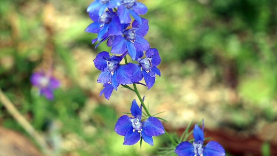 13 Beautiful Blue Delphinium Varieties to Plant This Season