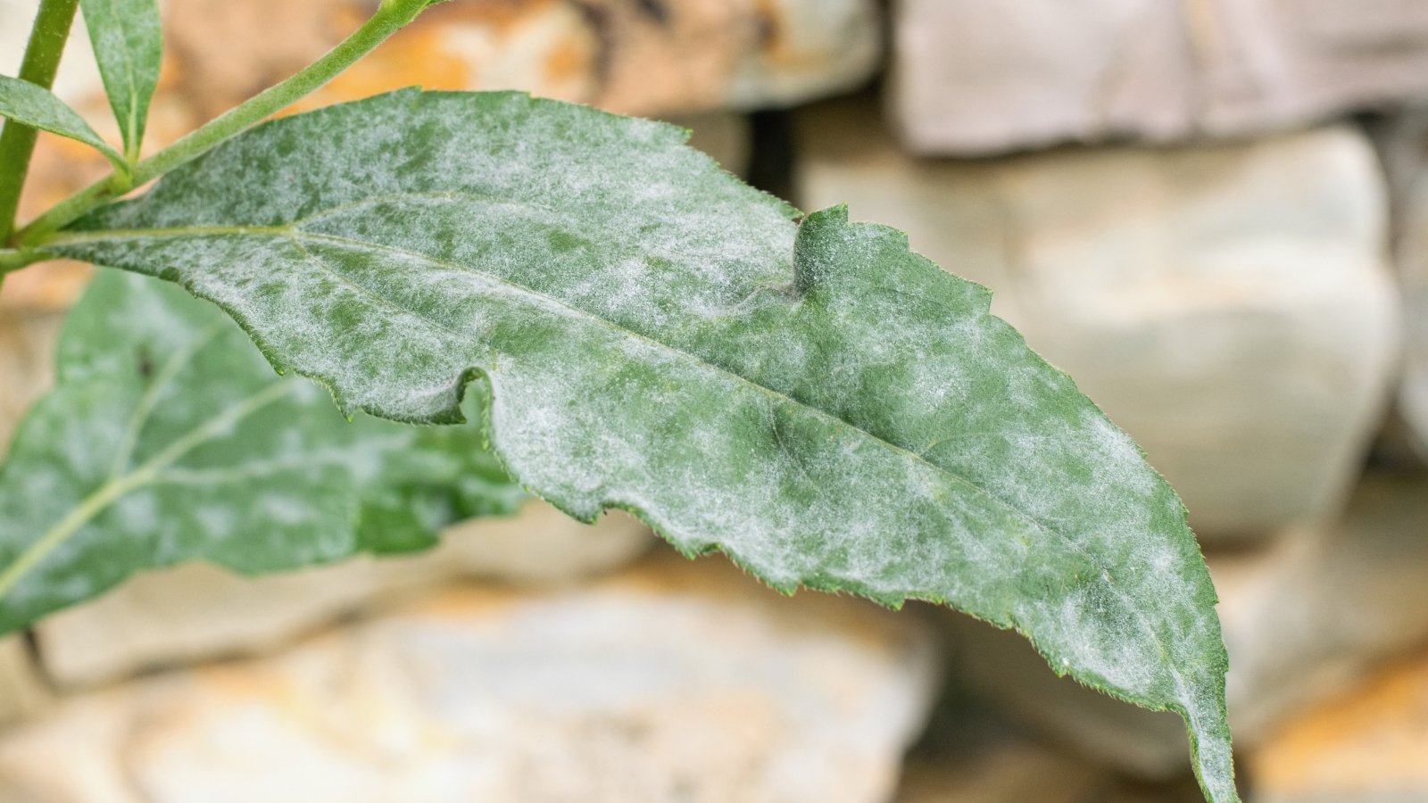 Close-up of an elongated narrow green leaf covered in a gray-white powdery coating due to a fungal disease.
