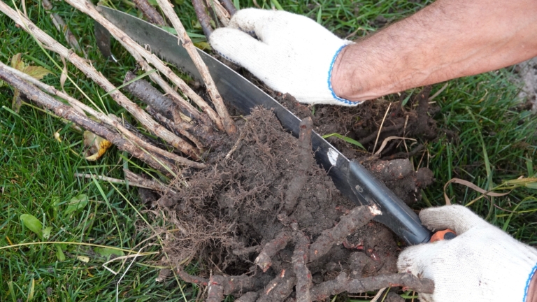 Dviving Roots How to Plant, Grow, and Care for 'Luna' Hibiscus