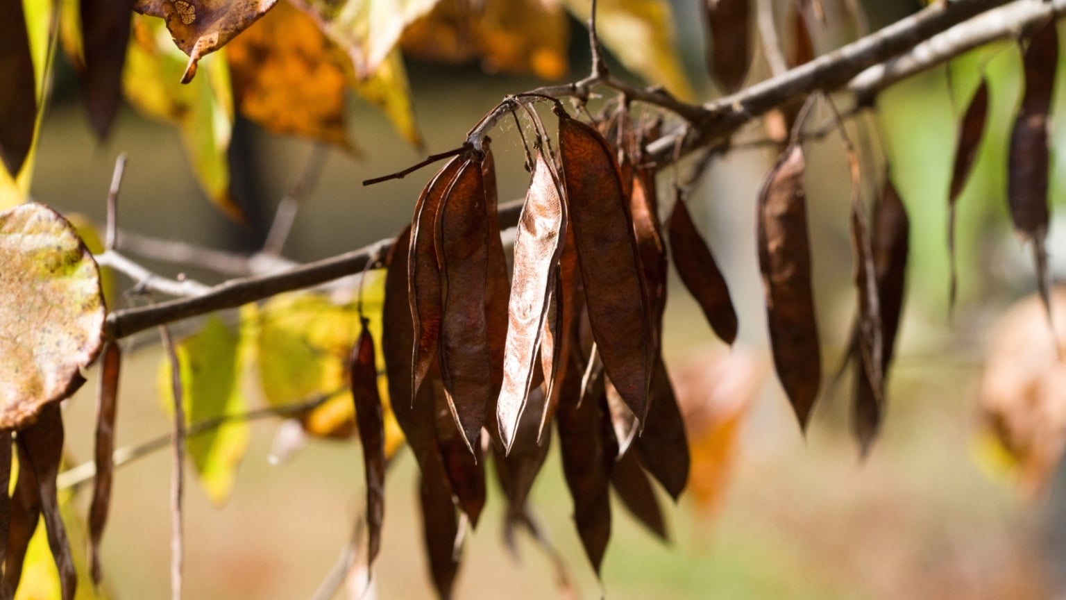 how-to-plant-grow-and-care-for-forest-pansy-redbud-trees