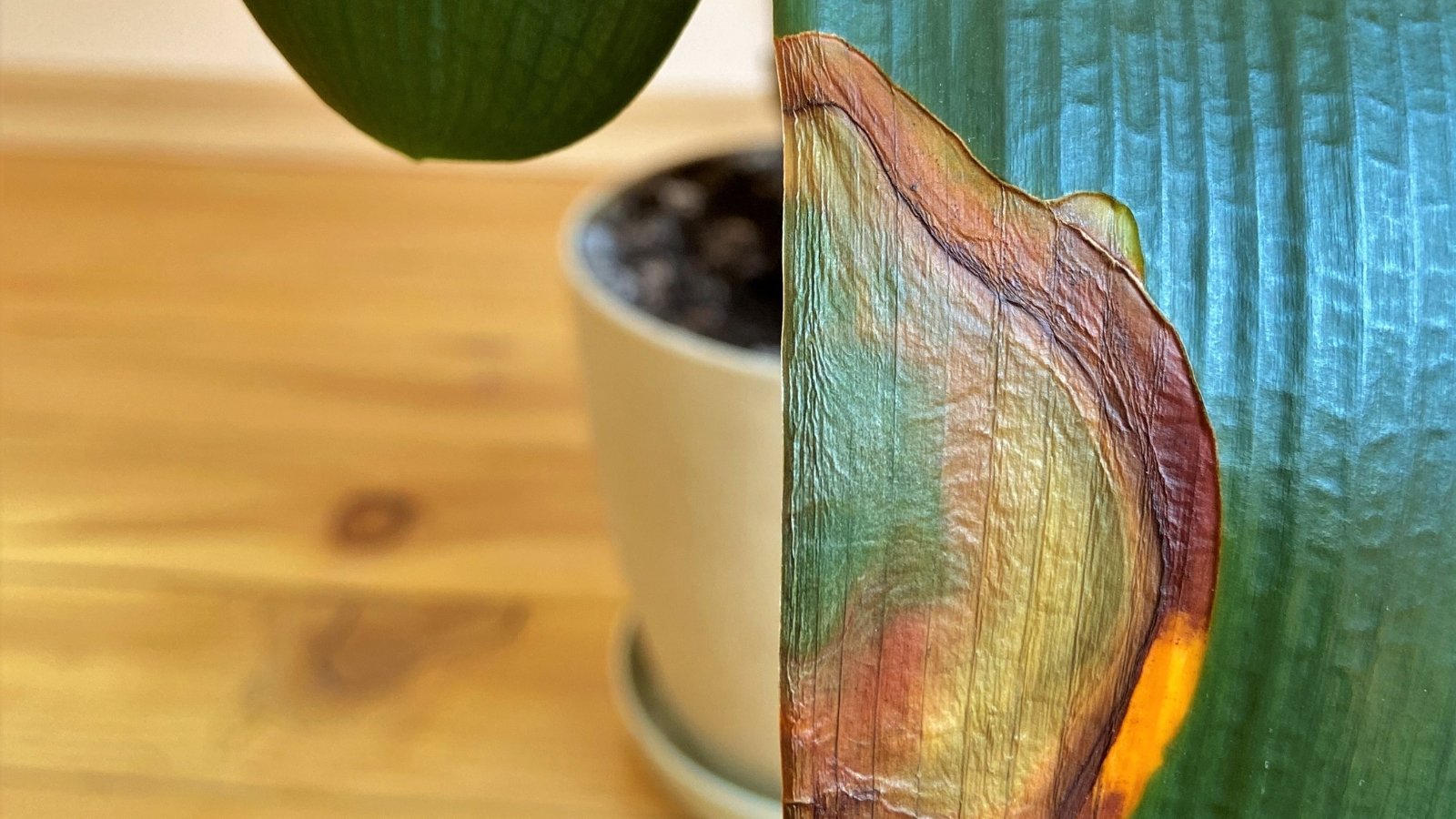 A curled brown leaf dried at the edges, lying next to vibrant healthy green leaves.