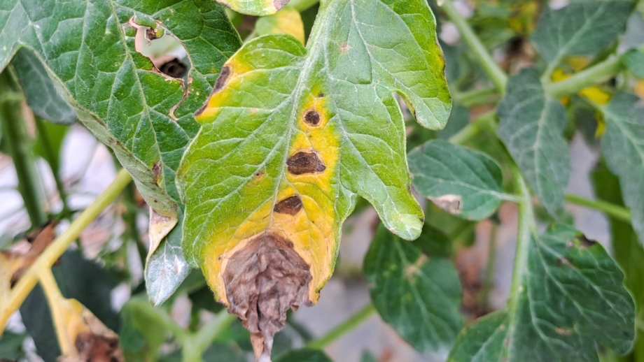Blight Color How to Identify and Control Blight On Plants