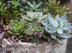 Blue-green Echeveria rosettes and trailing Sedum growing tightly in hollowed tree stump with dry bark, possibly impacting how long do succulents live