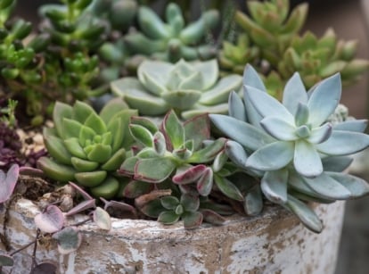 Blue-green Echeveria rosettes and trailing Sedum growing tightly in hollowed tree stump with dry bark, possibly impacting how long do succulents live