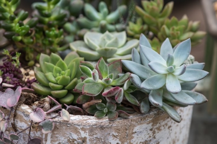 Blue-green Echeveria rosettes and trailing Sedum growing tightly in hollowed tree stump with dry bark, possibly impacting how long do succulents live