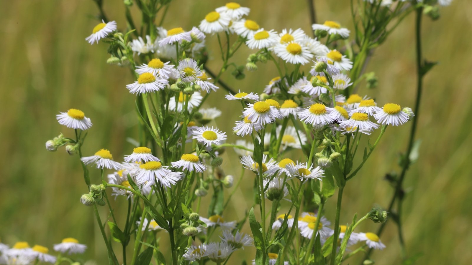 Slim, branching stems support pointed green leaves and white, daisy-like flowers with bright yellow centers arranged in loose clusters.