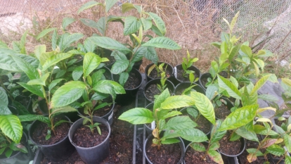 How to Grow a Loquat Tree From Seed