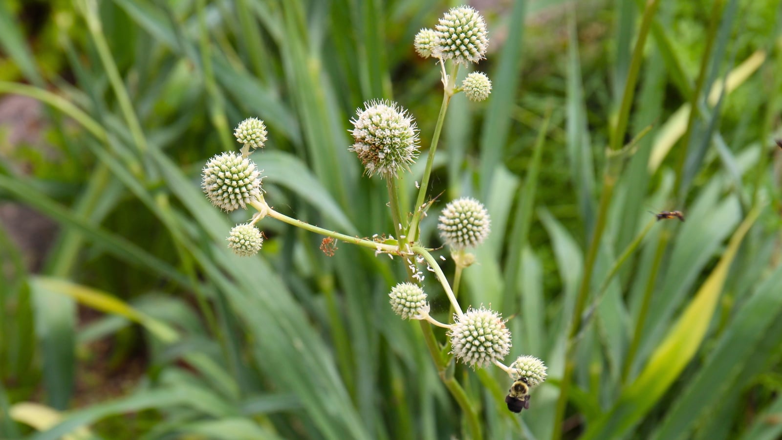 Stiff, spiky stems with narrow, sword-like leaves are crowned by unique, thistle-like pale green flowers.