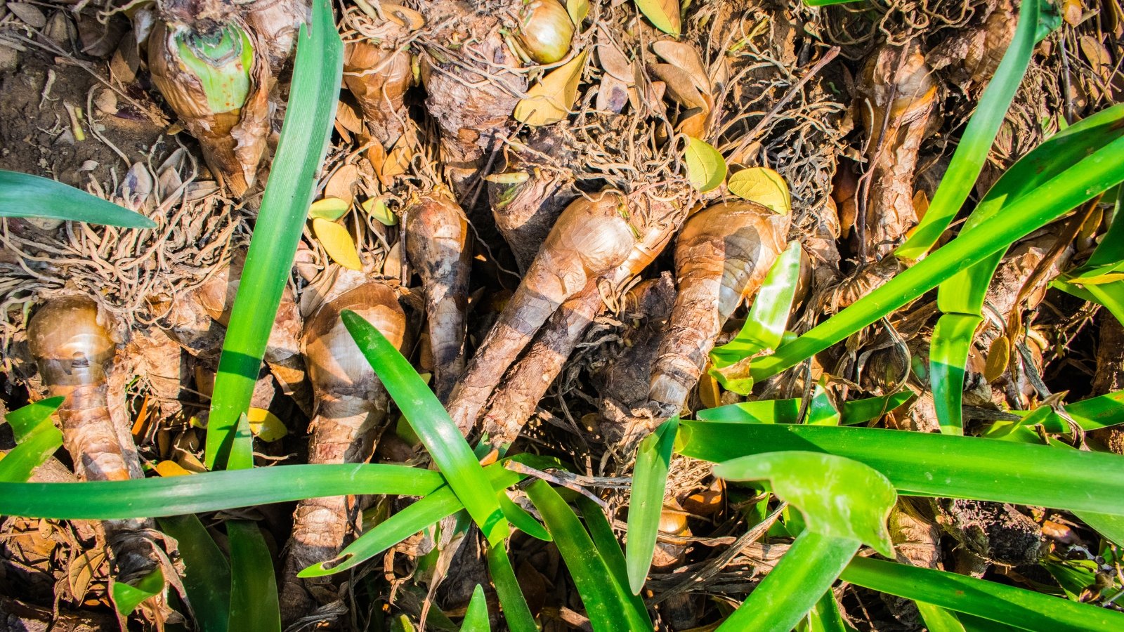 Thick roots and fleshy rhizomes partially exposed in soil, surrounded by tall green leaves.