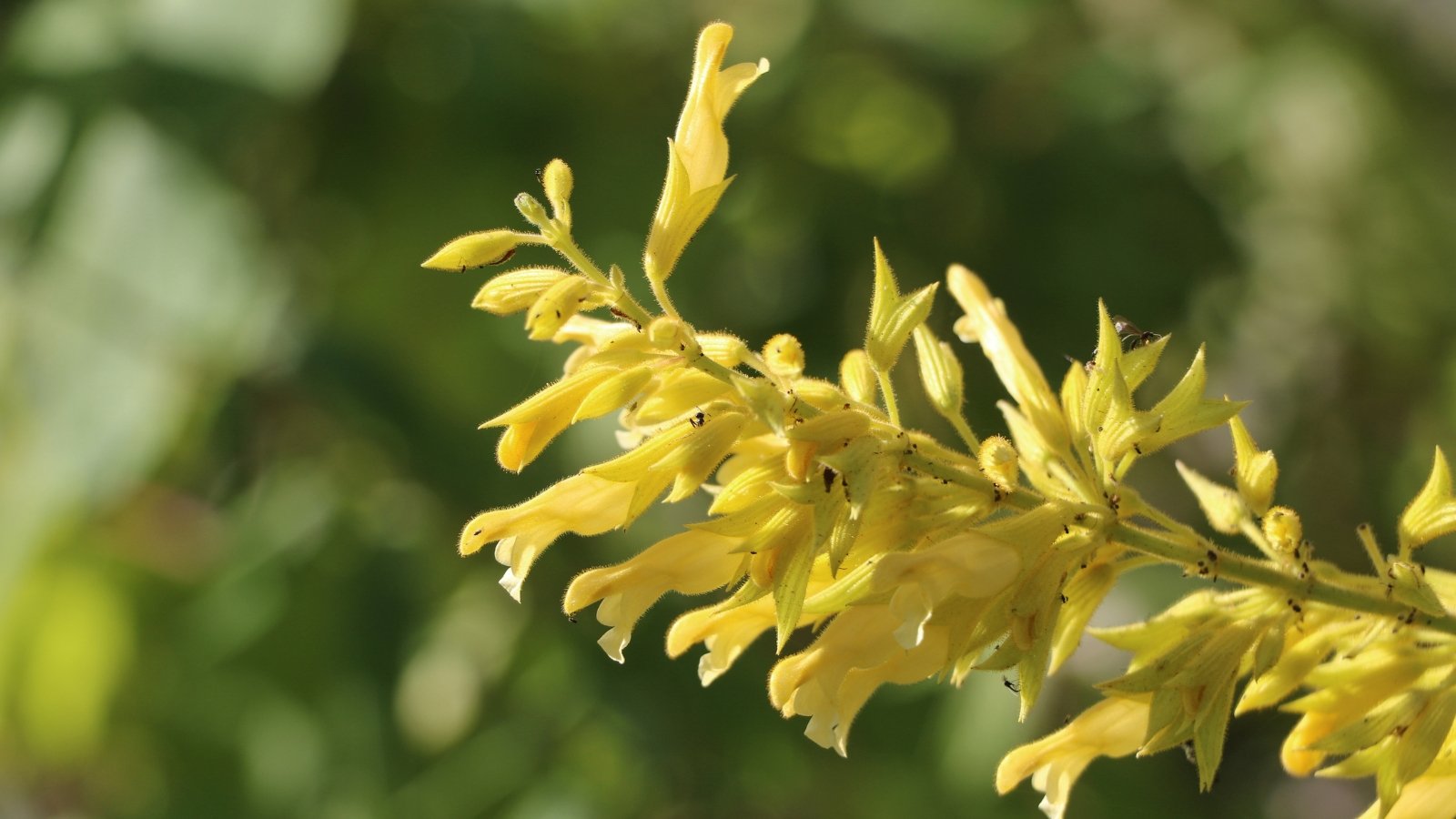 Clusters of golden-yellow flowers with thin petals and vibrant green leaves.