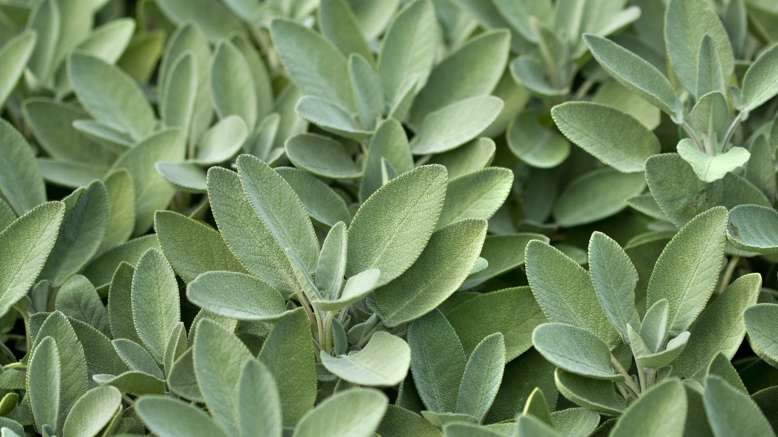 Dense, oval-shaped, pale green leaves with a slightly fuzzy texture.