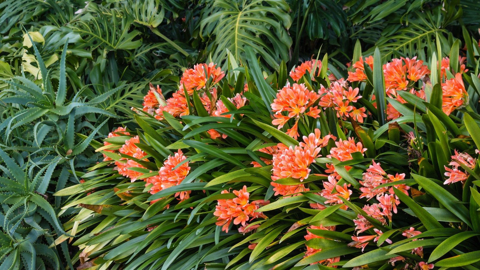 Bright orange flowers growing in a thick bed outdoors, surrounded by clusters of green leaves.