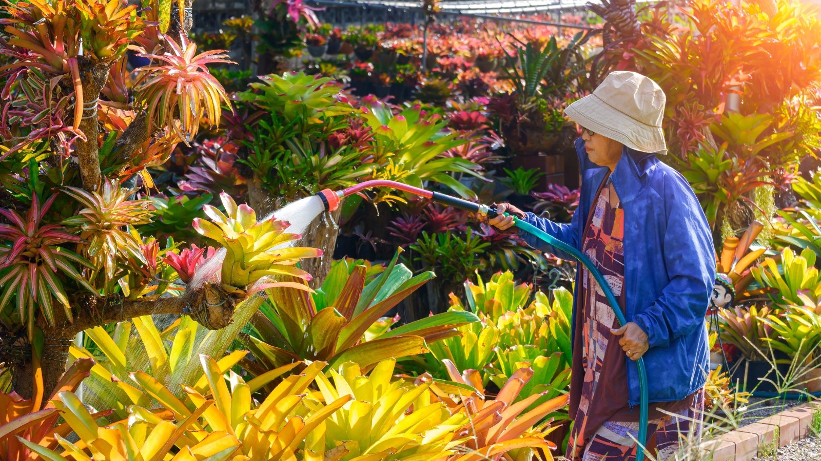Person in a blue shirt and straw hat watering a garden full of yellow, red, and green leafy plants.
