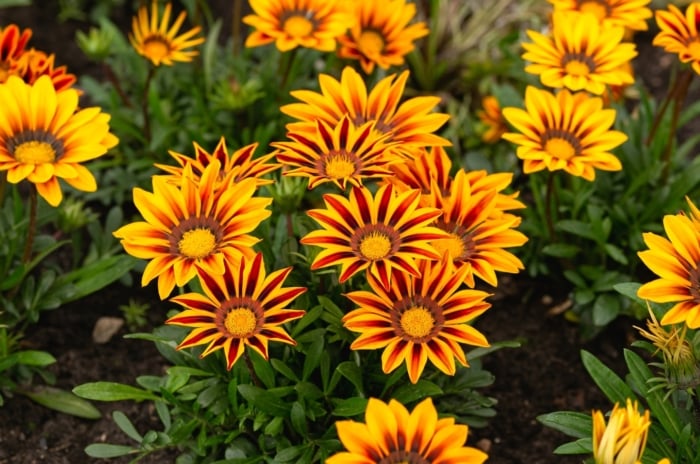 Showy, flat flowers with bold, contrasting petal colors, radiating from a central yellow disc, supported by sturdy stems with glossy, gray-green leaves.