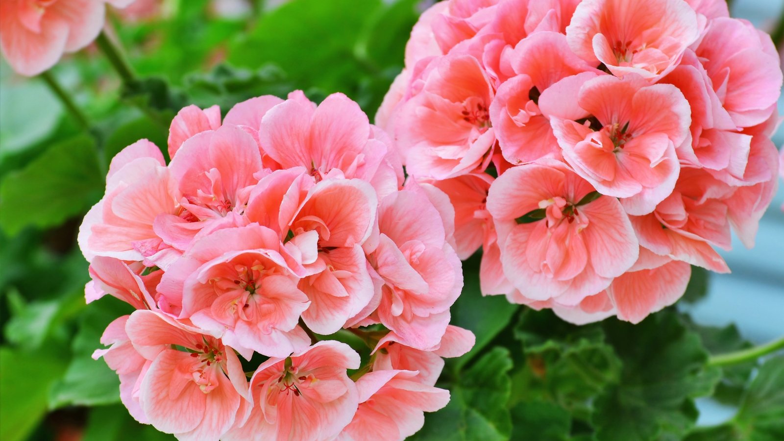 Clusters of coral-pink geraniums with overlapping, rounded petals and dark green scalloped leaves.