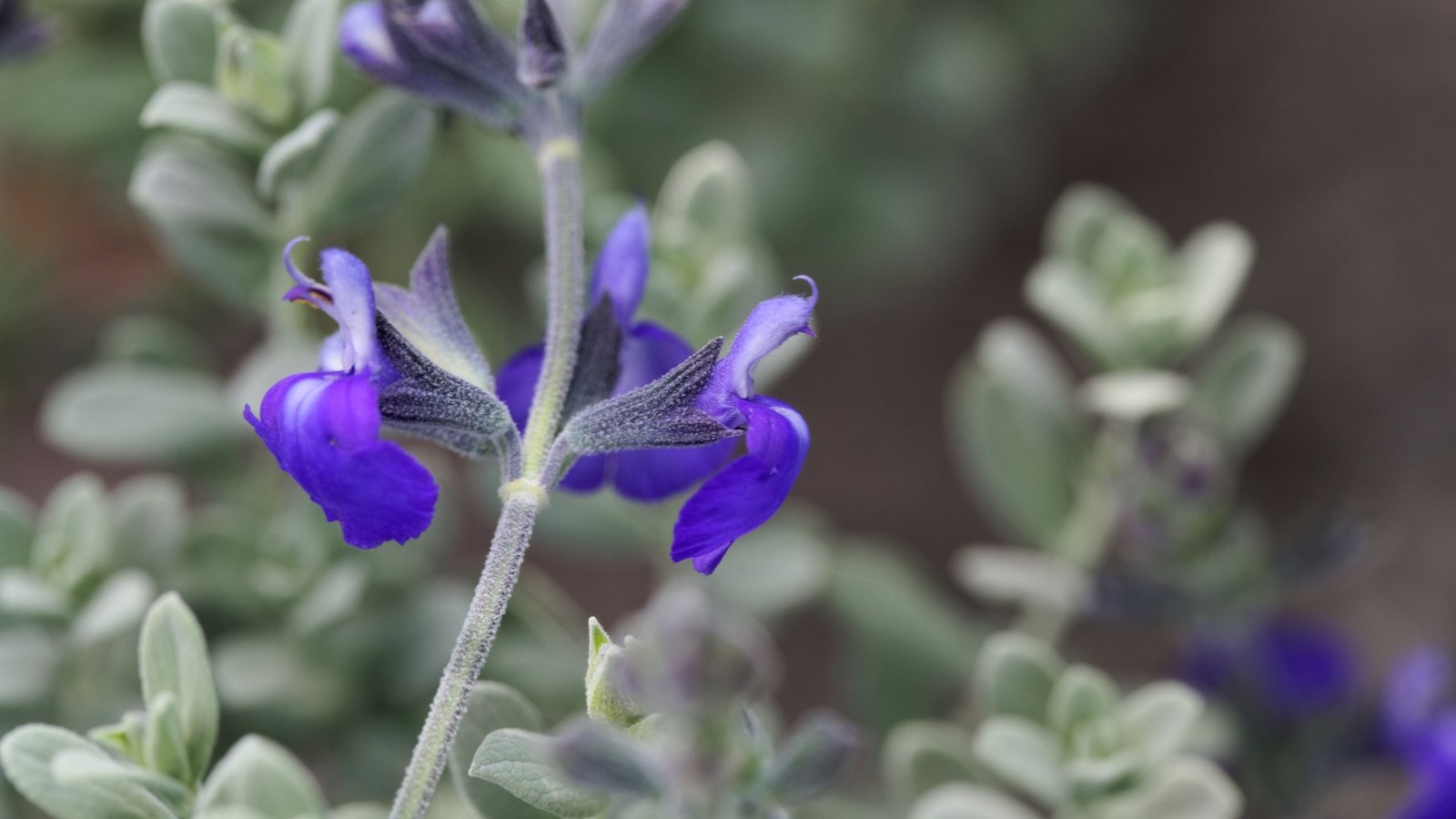 Small, deep blue flowers with dark stems and oval, slightly wrinkled green leaves.