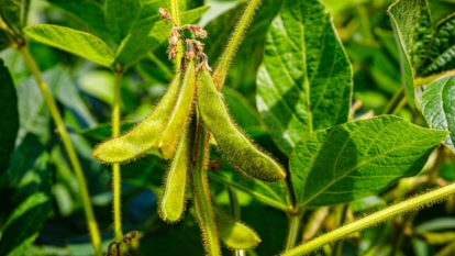 A cluster of plump, fuzzy green pods containing smooth, round beans nestled inside growing on hairy stems among triple, oval, pointed-tipped leaves.