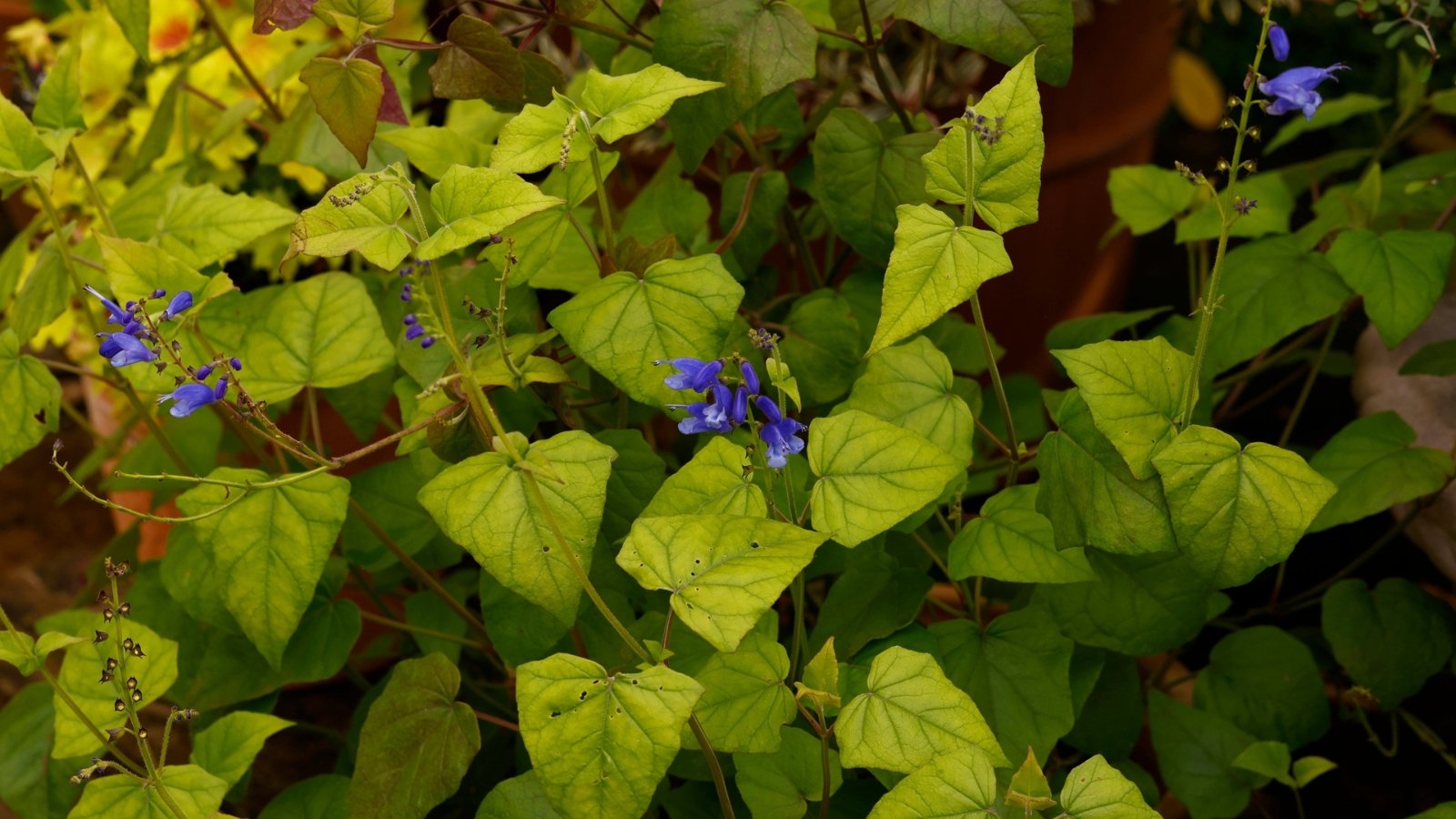 Deep green, broad leaves with small purple flowers emerging from dense foliage.
