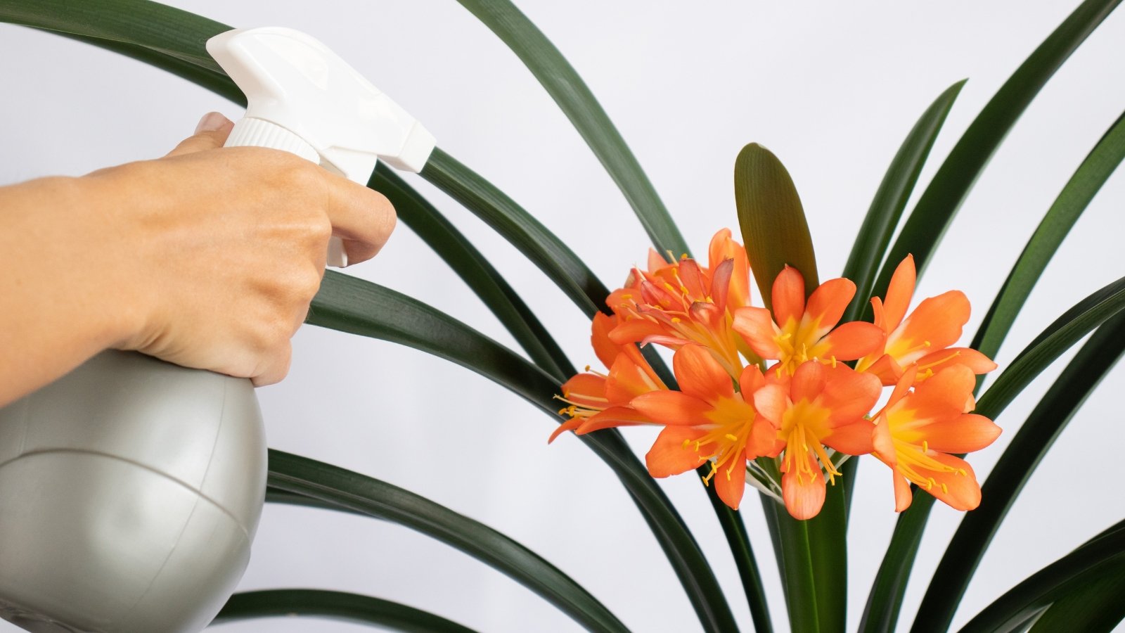 A person misting a potted plant with bright orange flowers and long green leaves.