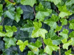 Dark green, glossy, heart-shaped leaves with distinct light veins, spread along trailing stems, also known as English Ivy