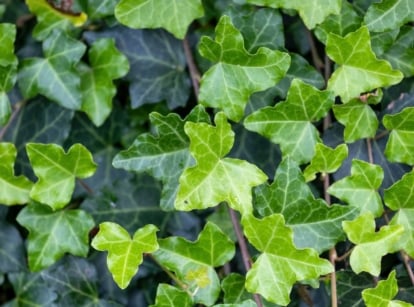 Dark green, glossy, heart-shaped leaves with distinct light veins, spread along trailing stems, also known as English Ivy