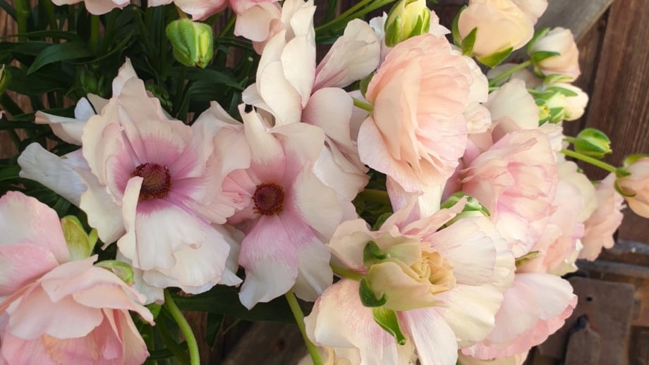 Seti Ranunculus 17 Dreamy Ranunculus Varieties to Grow This Spring