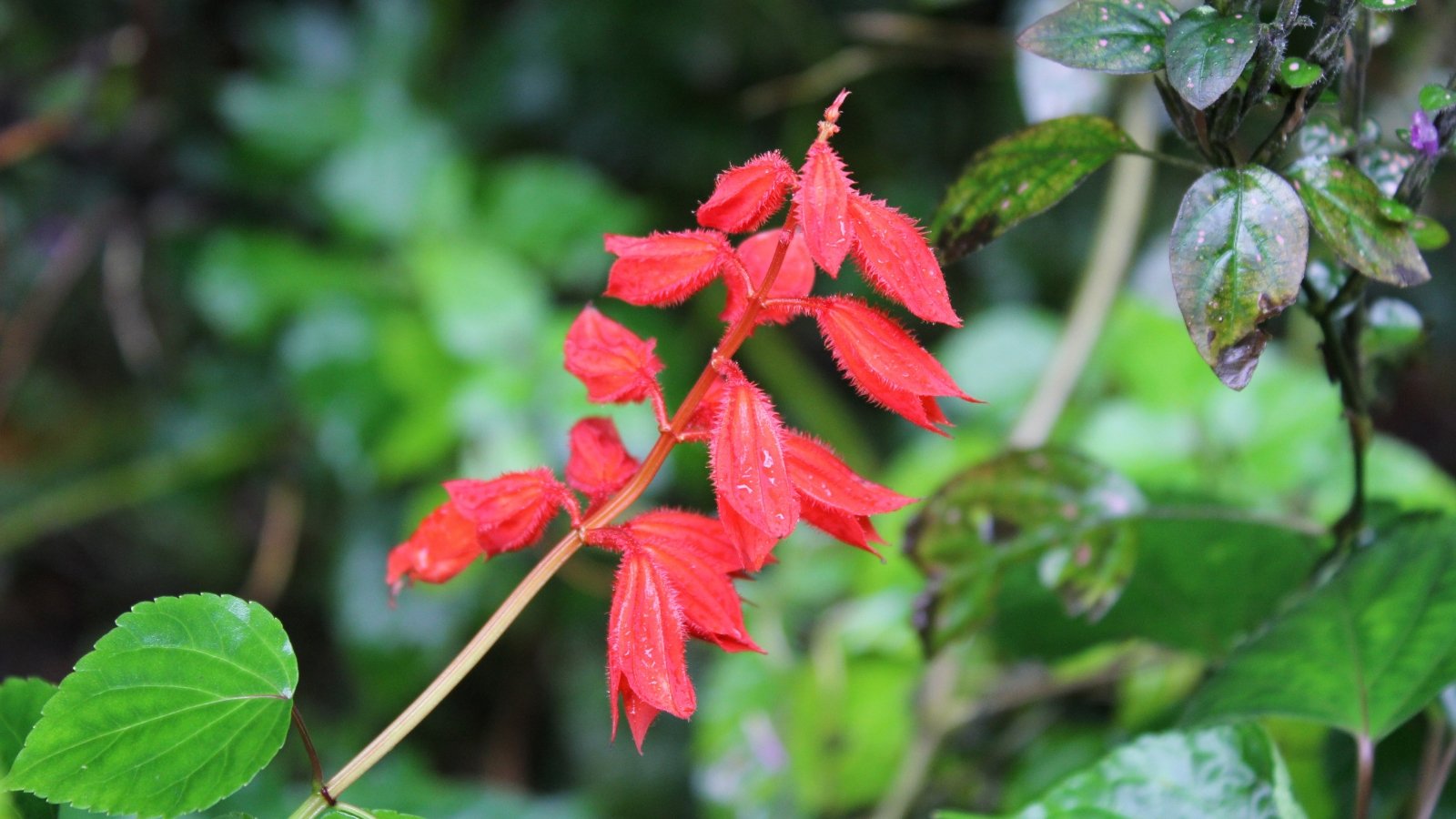 Bright red flowers with tubular petals standing out against rich green leaves.