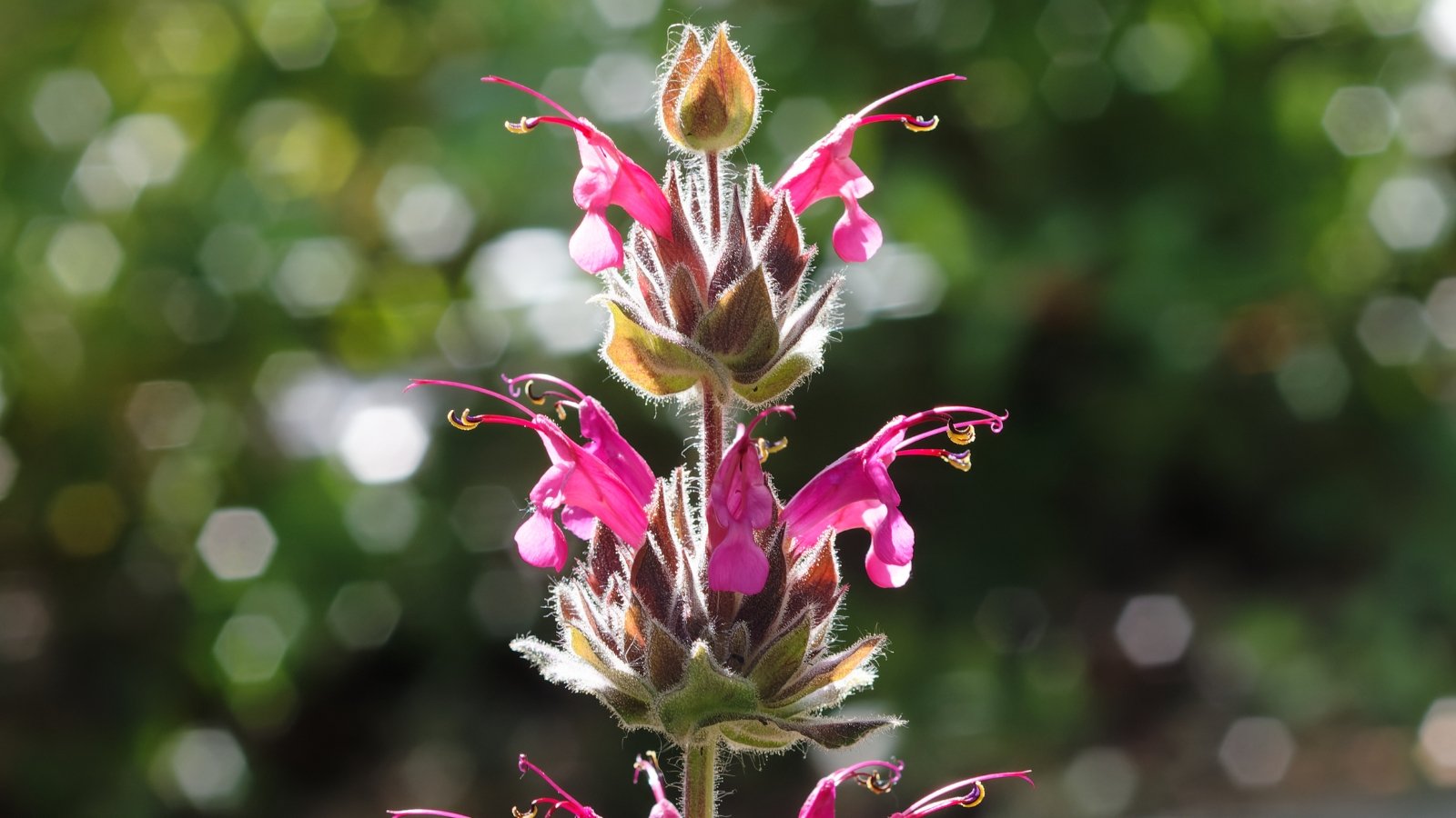 Pink tubular flowers on upright stems with dark green, textured leaves.