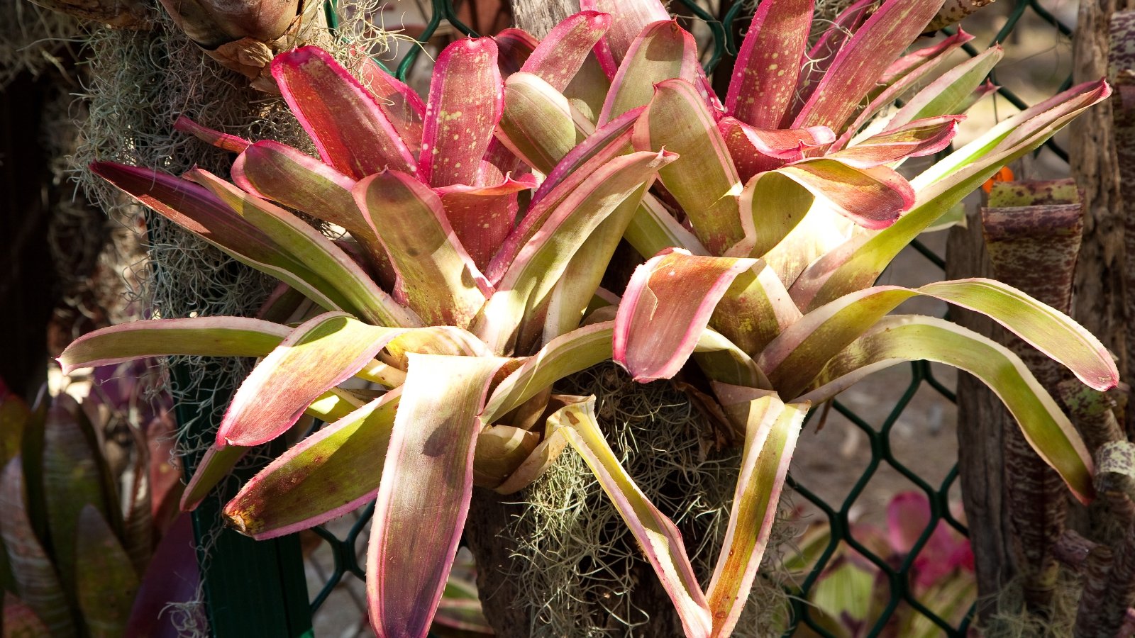 Wide leaves with green edges and pink centers arranged in a loose rosette, growing on a wire frame.