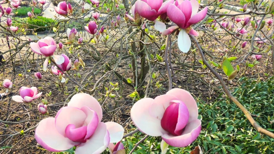 How to Plant, Grow, and Care for Saucer Magnolia Trees
