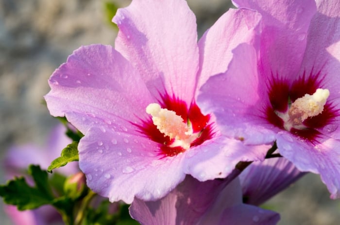 Two light pink flowers with dark red centers and yellow stamens, surrounded by green leaves.