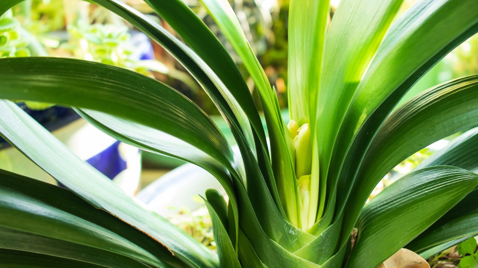 A fan of long, strap-shaped dark green leaves with pronounced ridges and smooth edges.